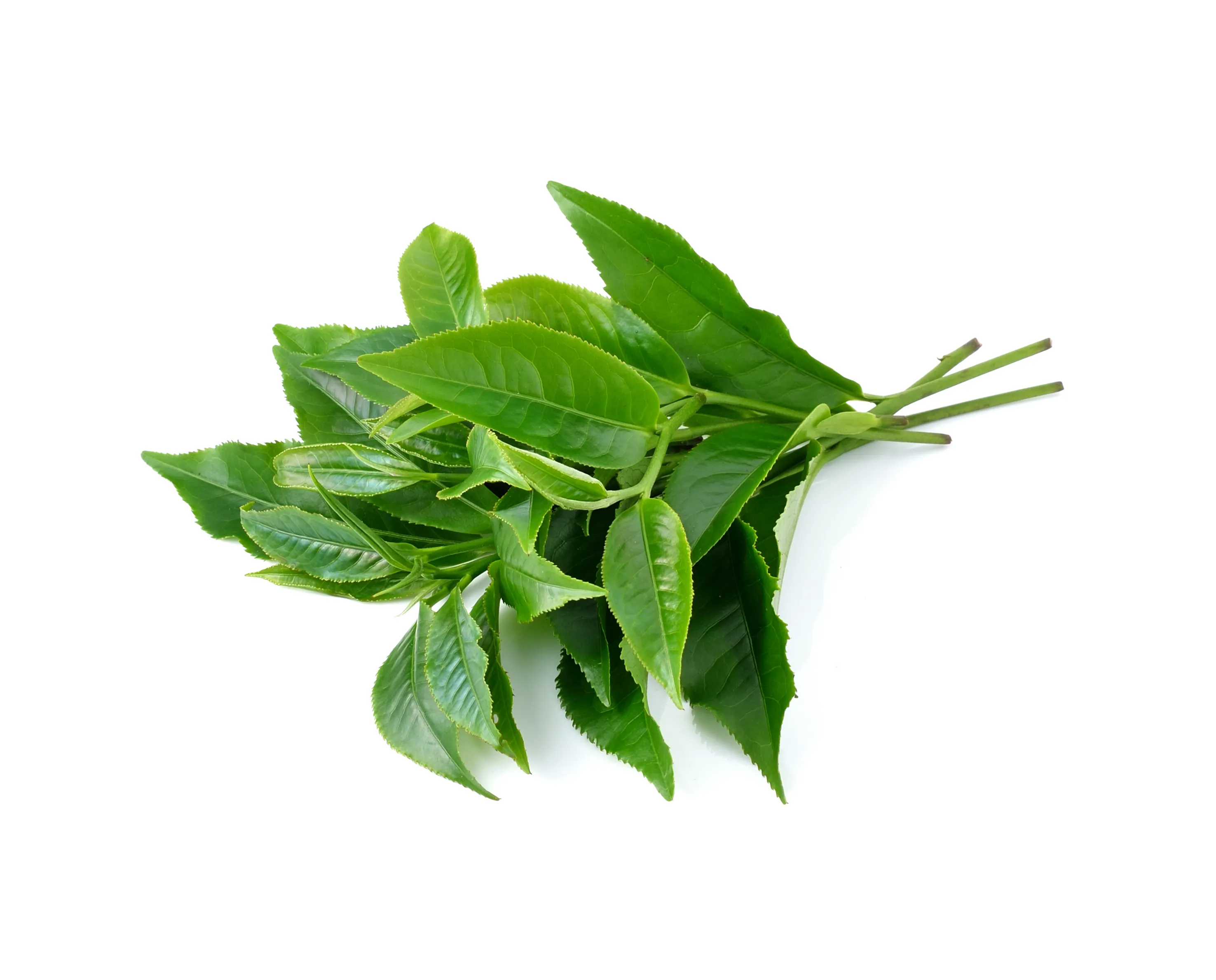 Plant leaves proven to increase memory
