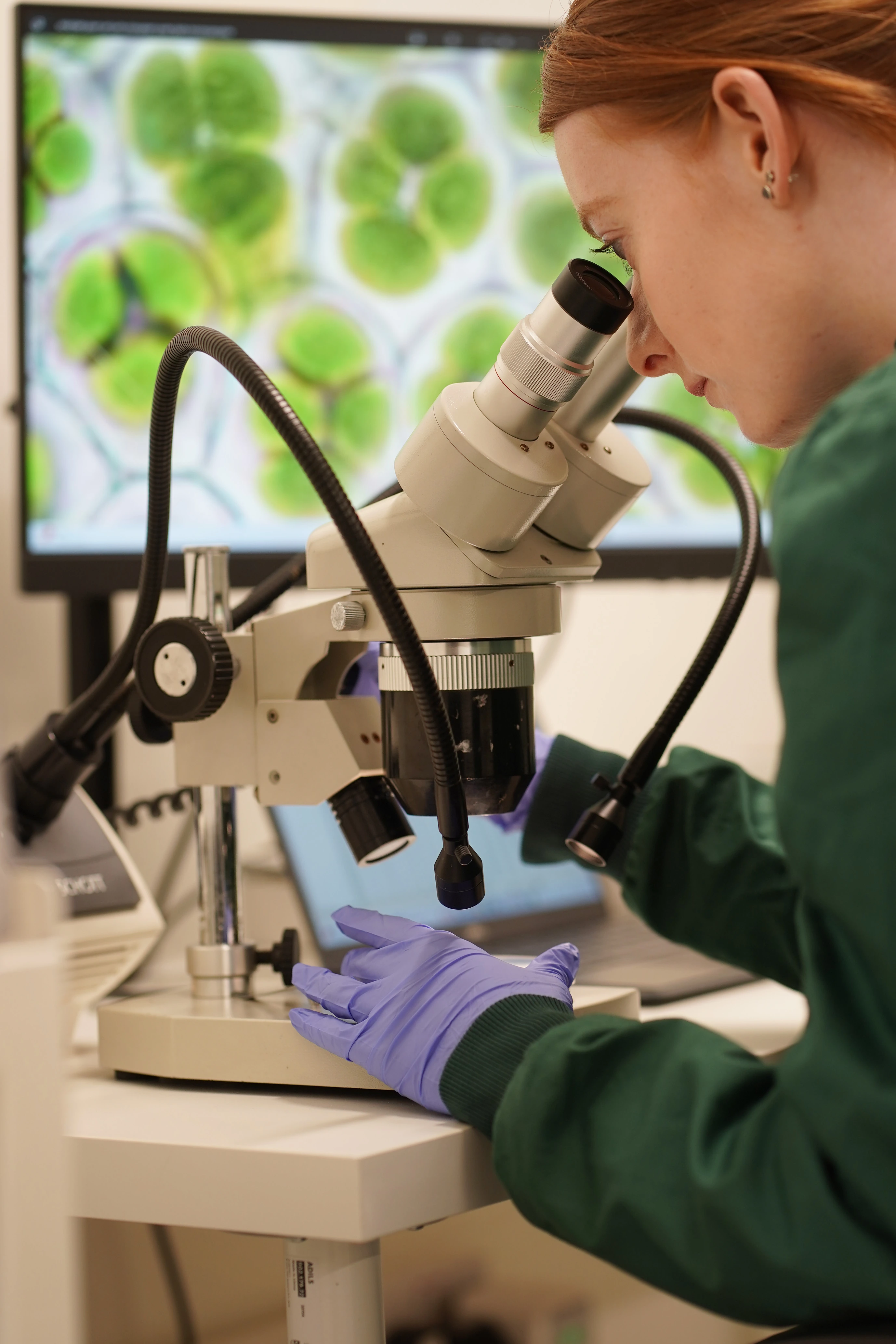 Jess Atkinson, a production assistant with Green Bioactives looking through a microscope